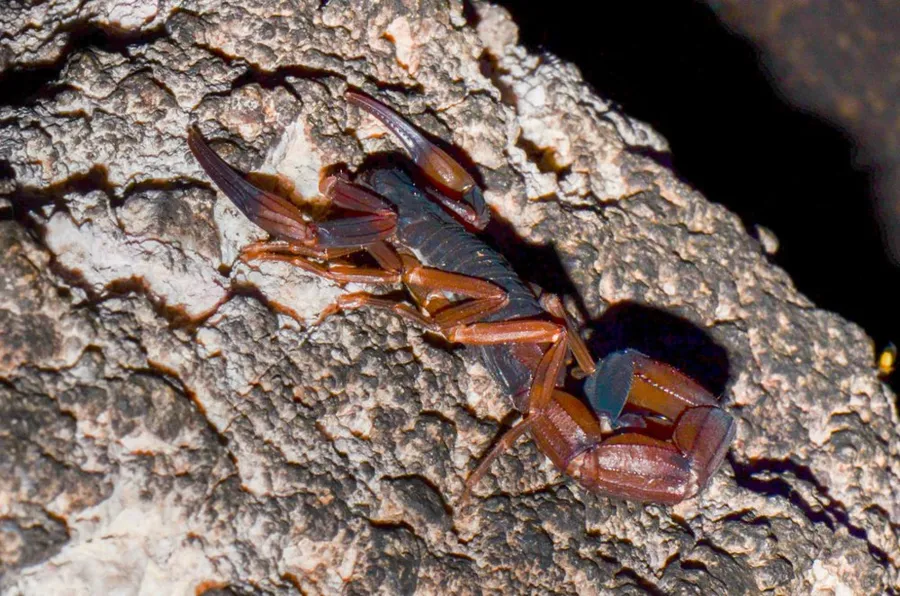 Alacranes y arañas