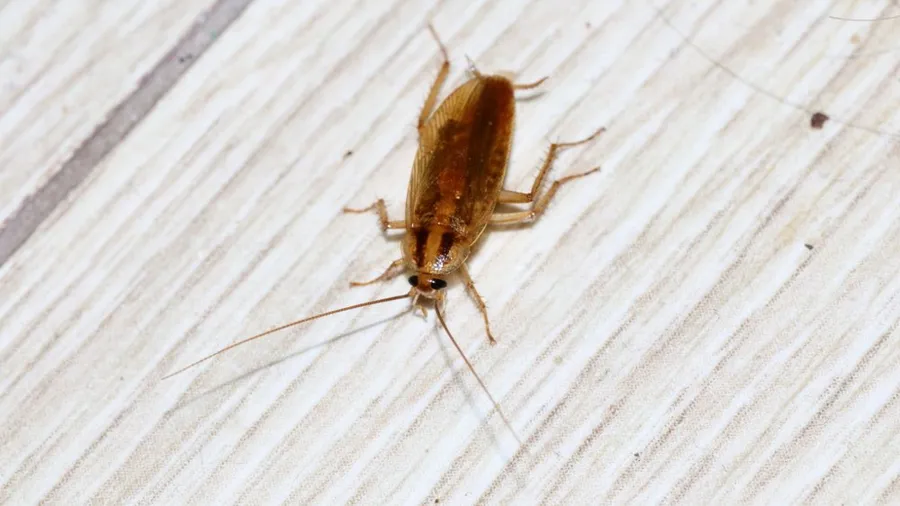 Cucaracha alemana