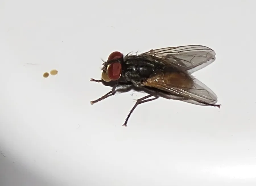 Moscas, pulgas y garrapatas